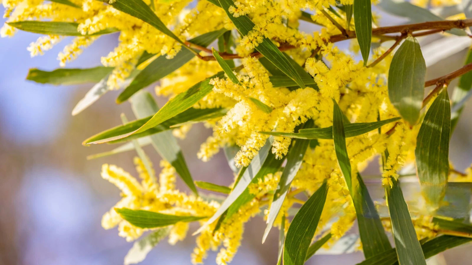 HEALING TO THE NATIONS